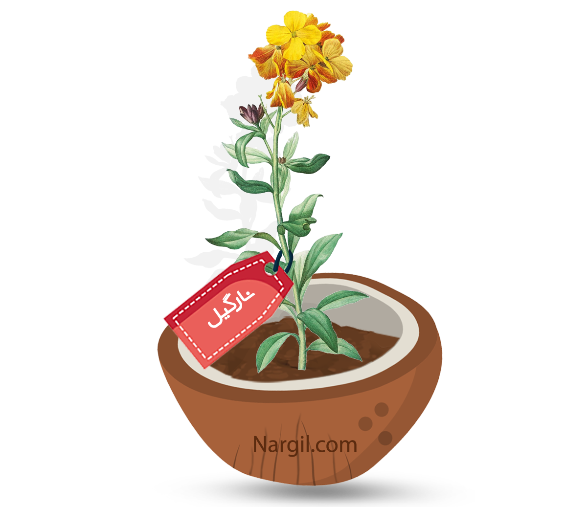  Nargil - Aegean wallflower